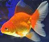 Click image for larger version

Name:	oranda01.jpg
Views:	75
Size:	26.4 KB
ID:	249711