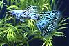 Click image for larger version

Name:	aquamarine#1-gyalaxy-blue-gra from shinshu creative guppies japan.jpg
Views:	6516
Size:	11.9 KB
ID:	37436