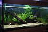 Click image for larger version

Name:	20110629_PlantedTank1.jpg
Views:	80
Size:	47.7 KB
ID:	284058