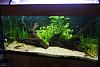 Click image for larger version

Name:	20110629_PlantedTank2.jpg
Views:	80
Size:	47.4 KB
ID:	284059