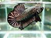 Click image for larger version

Name:	Black Copper Halfmoon Plakat-crackerbettas.JPG
Views:	4045
Size:	26.8 KB
ID:	189683