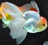 Click image for larger version

Name:	RW Oranda.jpg
Views:	375
Size:	41.7 KB
ID:	248041