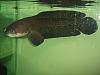 Click image for larger version

Name:	arowana 010.jpg
Views:	419
Size:	44.8 KB
ID:	231204