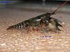 Click image for larger version

Name:	Cambarus. sp. Nova (2) Side pic.jpg
Views:	560
Size:	44.1 KB
ID:	242679