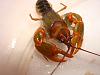 Click image for larger version

Name:	Adult Cambarus manning 5.jpg
Views:	312
Size:	42.4 KB
ID:	211003