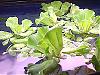 Click image for larger version

Name:	water-lettuce.jpg
Views:	186
Size:	17.4 KB
ID:	37146