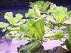 Click image for larger version

Name:	water-lettuce.jpg
Views:	184
Size:	17.4 KB
ID:	37146