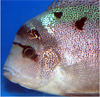 Cichlid_fan's Avatar