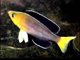 rarecichlids's Avatar