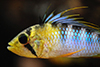 apisto31's Avatar