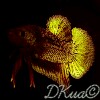 DKua Betta's Avatar